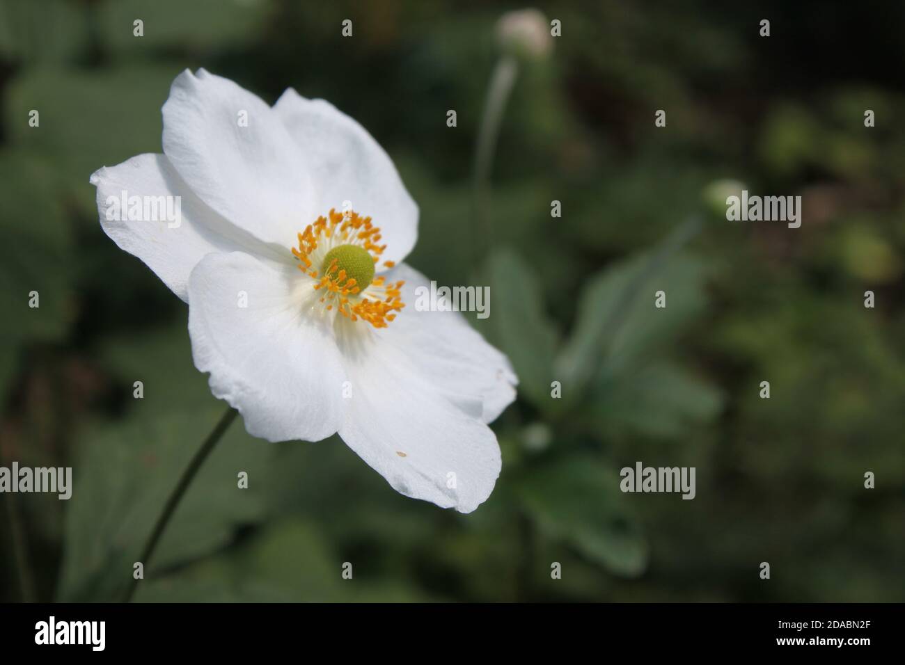 Gros plan de fleur d'anémone blanche dans un jardin public. De magnifiques  pétales blancs fleurissent d'été avec des centres jaunes délicats pris  comme une photo de côté Photo Stock - Alamy