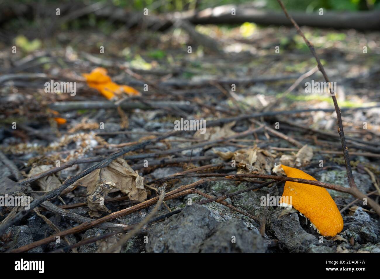 Deux morceaux de zeste d'orange jetés et pelés sur l'extérieur plancher avec branches grises et branches d'arbre Banque D'Images