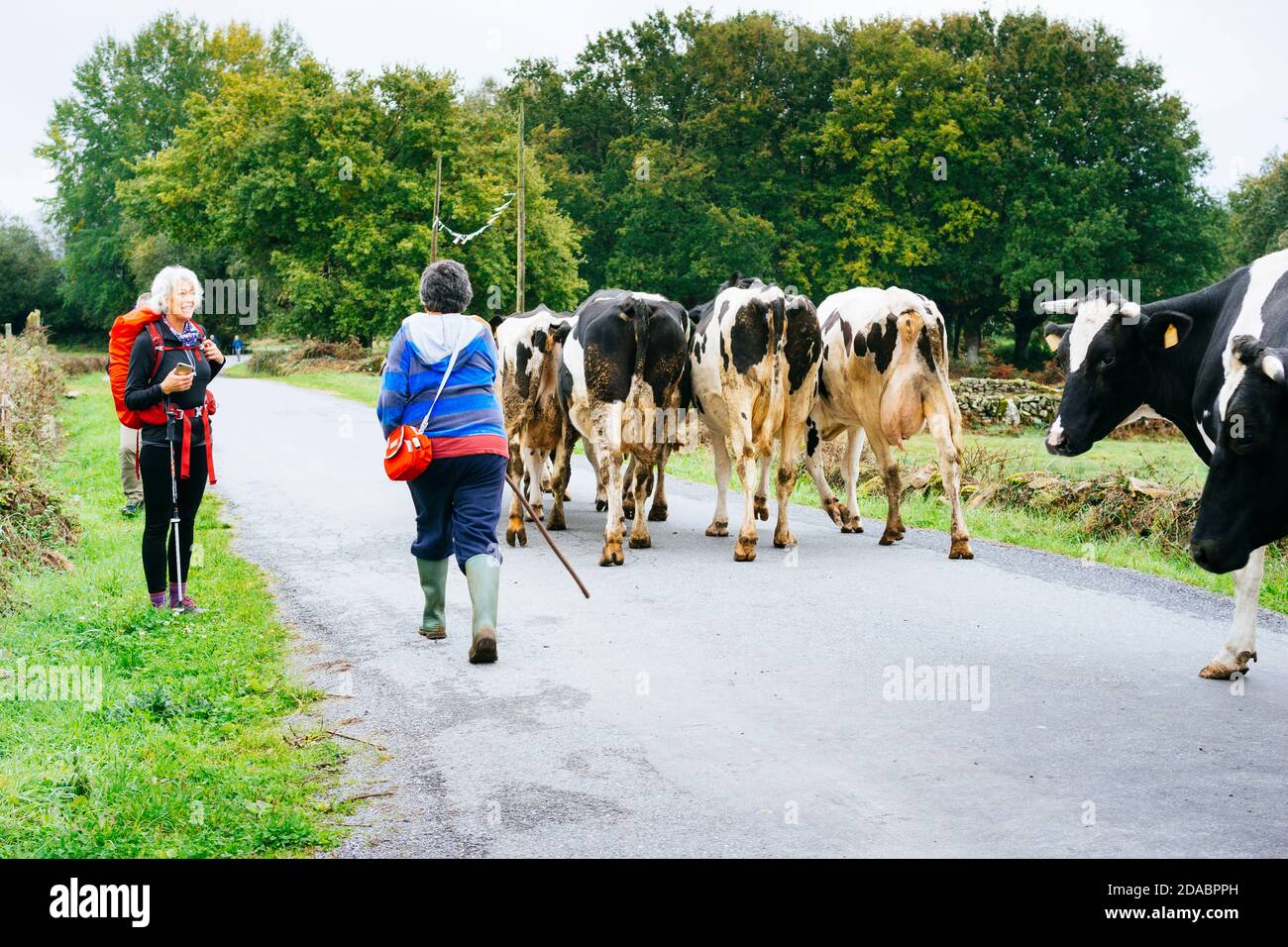 Le bétail de boeuf en Galice est important. Il est normal de marcher et d'assister à un transfert de vaches. Région de Sarria, Lugo, Galice, Espagne, Europe Banque D'Images