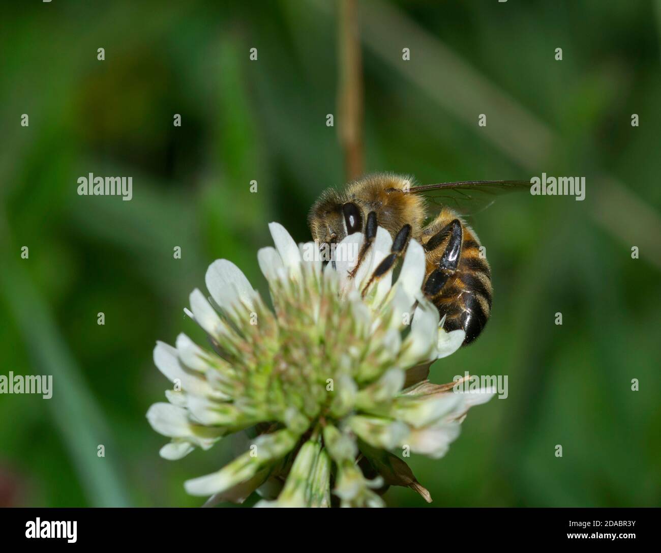 Gros plan de l'abeille pollinisant sur une fleur de trèfle arrière-plan flou Banque D'Images