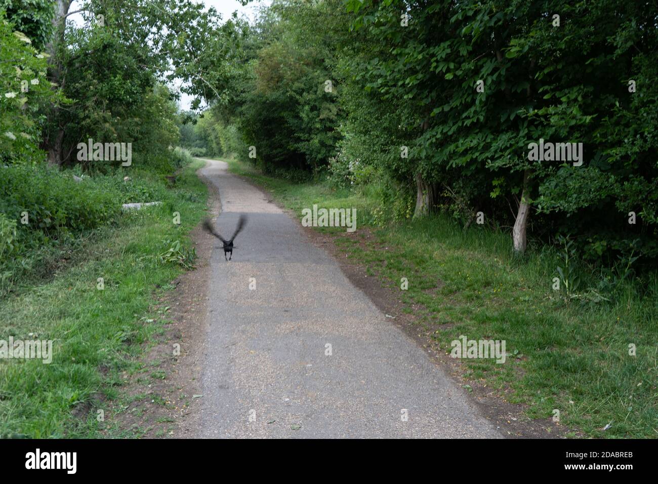 Crow en vol bas au-dessus du chemin de béton bordé par arbres et herbe dans le parc Banque D'Images