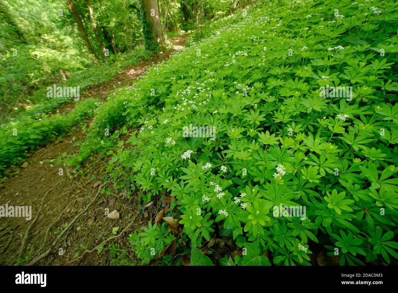 Doux Woodruff (Galium odoratum) tapis fleuris dans l'ancienne forêt sous-étage, Wiltshire, Royaume-Uni, mai. Banque D'Images