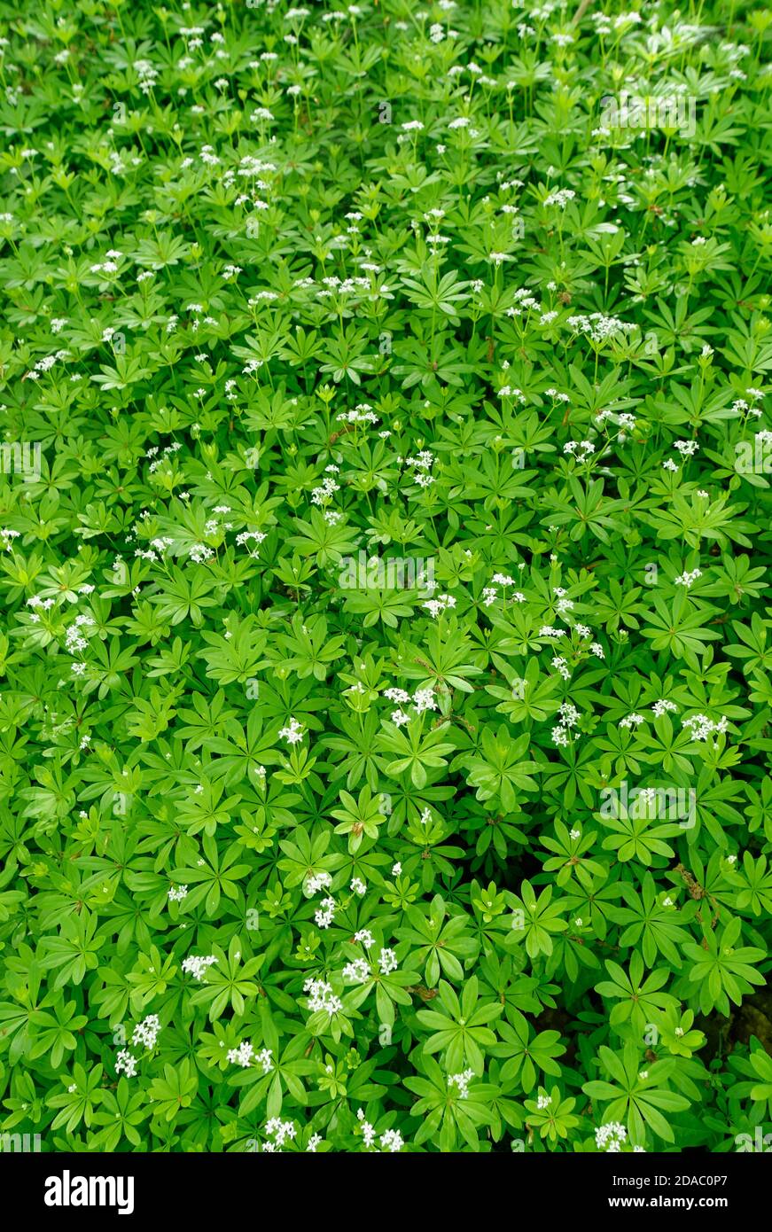 Doux Woodruff (Galium odoratum) tapis fleuris dans l'ancienne forêt sous-étage, Wiltshire, Royaume-Uni, mai. Banque D'Images