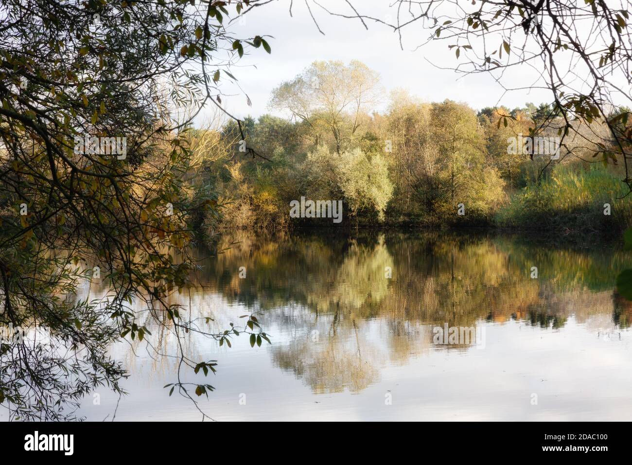 Lackford Lakes nature Reserve, géré par Suffolk Wildlife Trust, - lacs et bois situés dans la campagne du Suffolk ; Suffolk, East Anglia England UK Banque D'Images