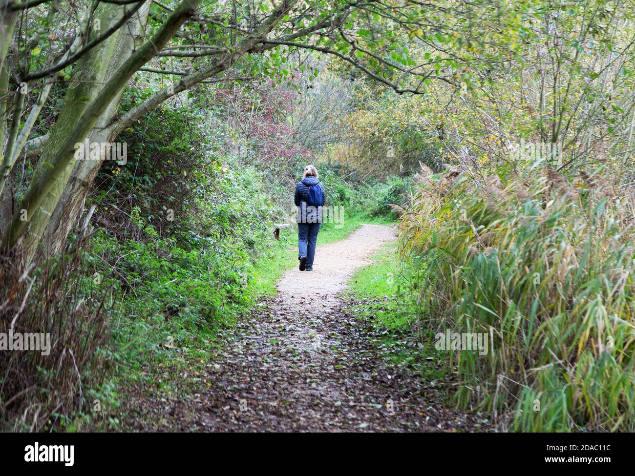 Femme marchant sur le chemin des bois du Royaume-Uni, vue arrière, en automne, lacs de Lackford, Suffolk East Anglia, campagne du Royaume-Uni Banque D'Images