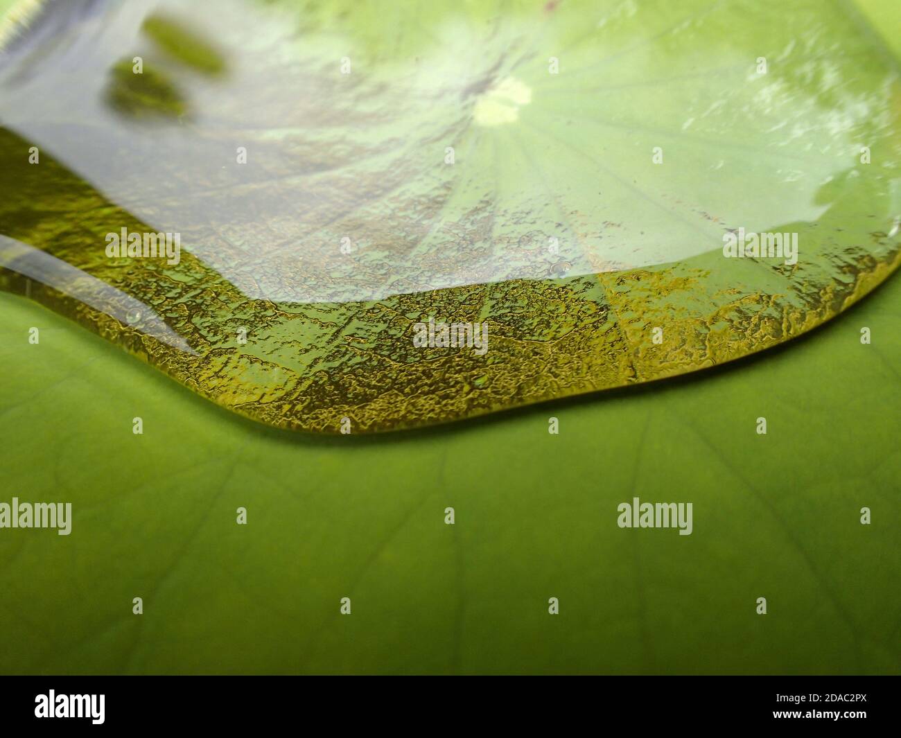 Le lustre métallique sur une feuille de lotus, car sa structure physique repousse l'eau, retenant l'air piégé dans les crevasses entre la feuille et l'eau Banque D'Images Le lustre métallique sur une feuille de lotus, car sa structure physique repousse l'eau, retenant l'air piégé dans les crevasses entre la feuille et l'eau Banque D'Images