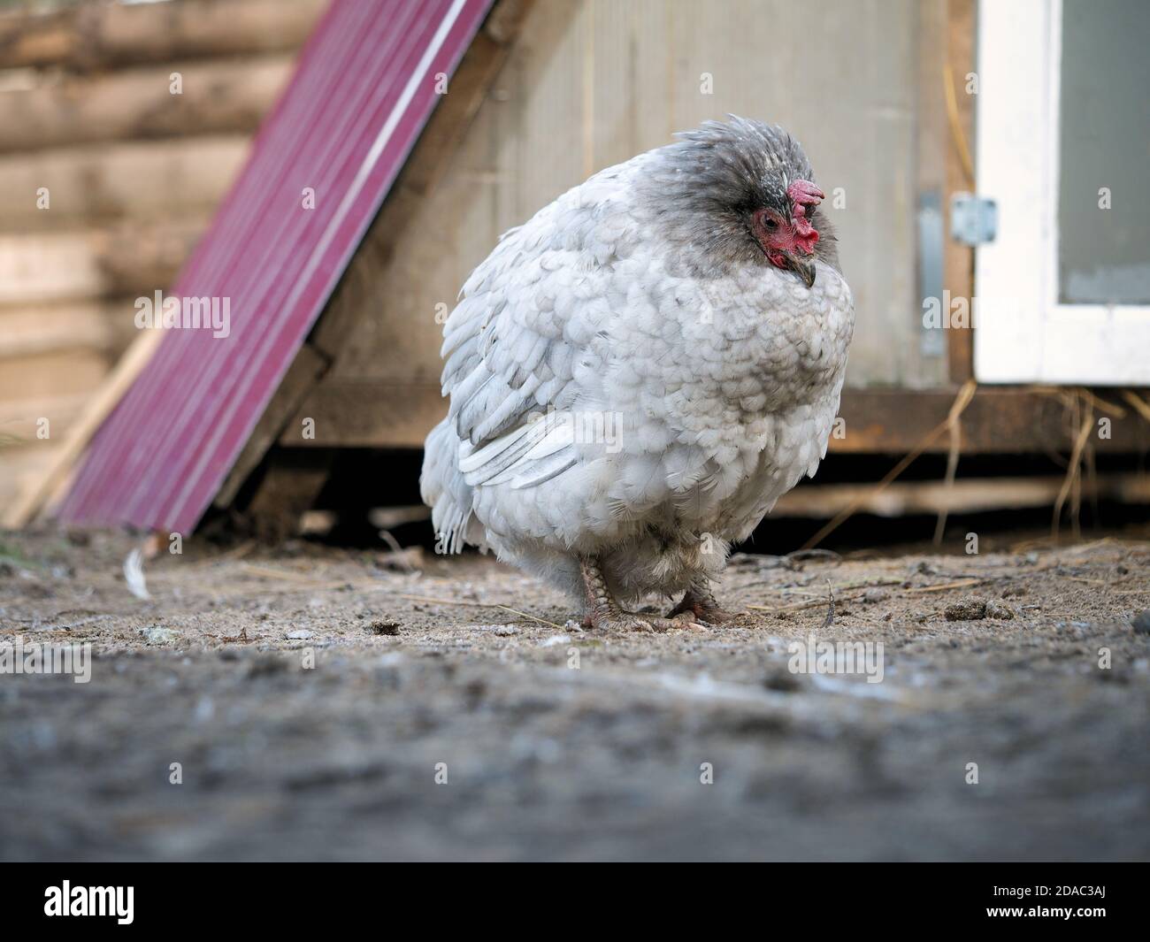 Un poulet triste à la ferme Banque D'Images