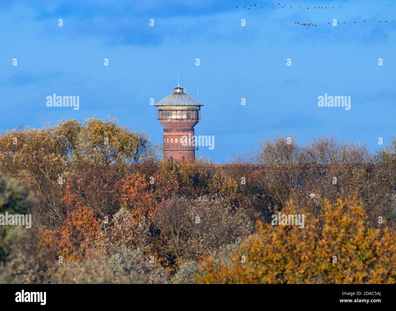 04 novembre 2020, Brandebourg, Wittenberge: Le château d'eau de la ville dans le Prignitz derrière des arbres à feuilles automniquement. Wittenberge a reçu cinq millions d'euros de financement pour le développement urbain. Dans le cadre du nouveau programme « croissance et renouveau durable », les gouvernements fédéral et des États fournissent des fonds pour la modernisation, la démolition et la protection des bâtiments qui façonnent le paysage urbain. Par exemple, 3.5 millions d'euros ont été affectés principalement à la rénovation et à la transformation de la gare historique et classée. Depuis 1991, la ville sur l'Elbe, y compris le plaisir de développement urbain Banque D'Images