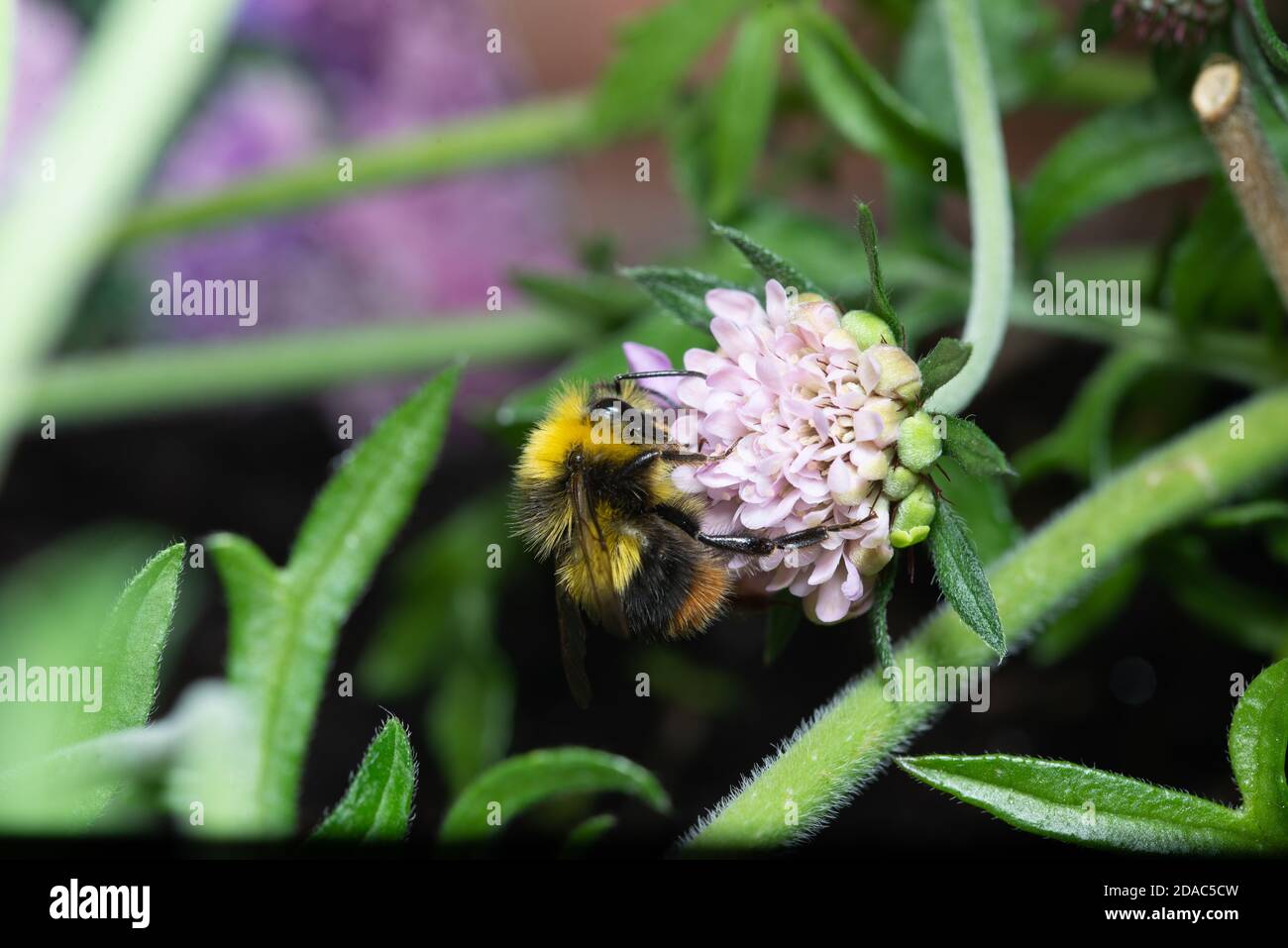 Bourdon précoce sur une fleur scabieuse Banque D'Images