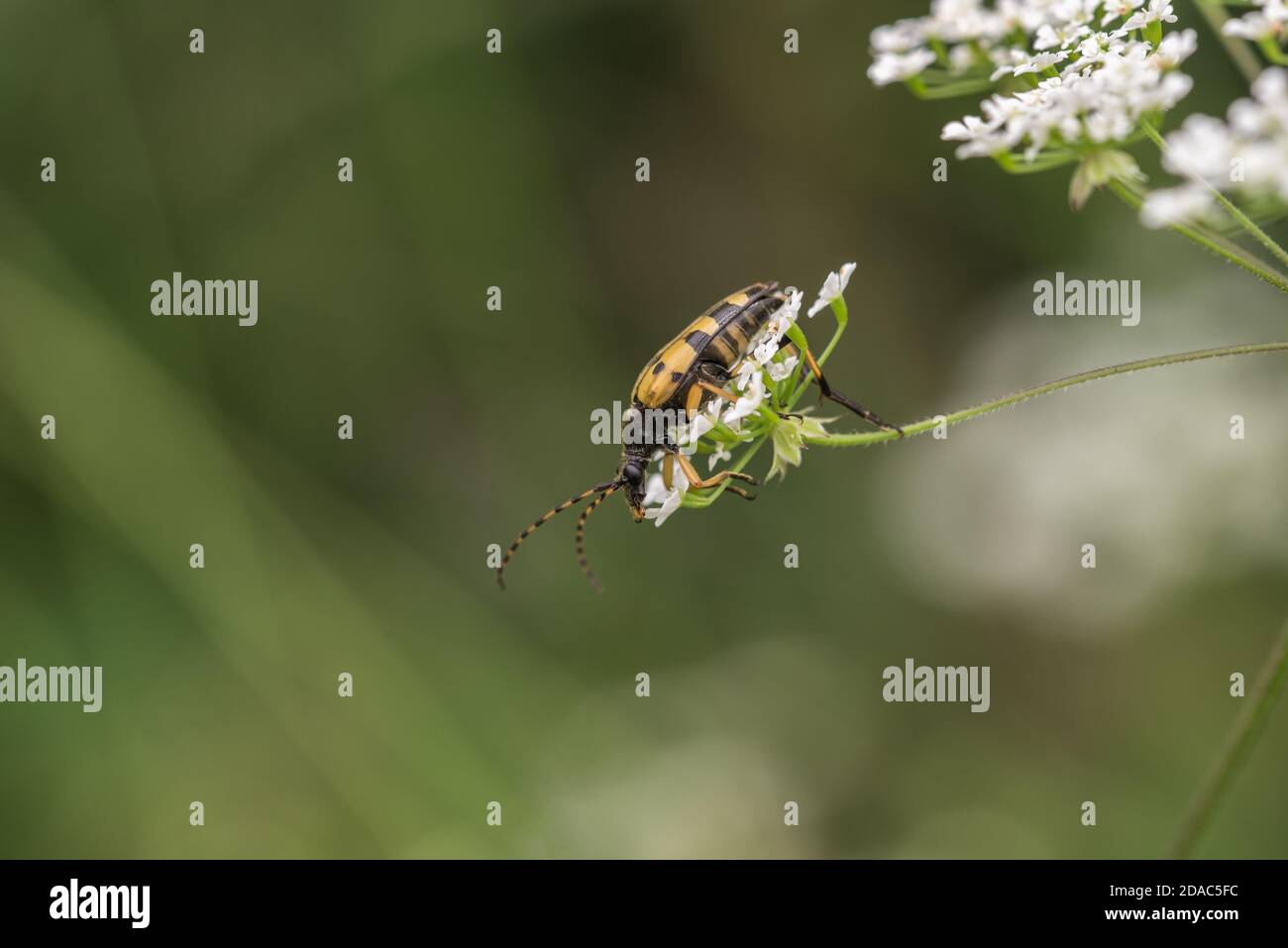 Coléoptère de longhorn noir et jaune Banque D'Images