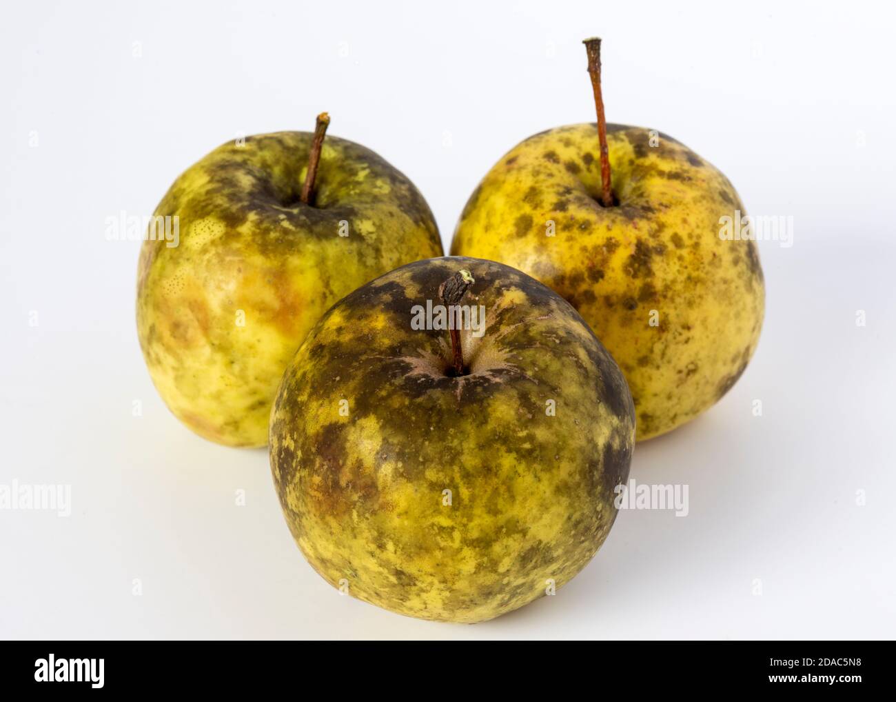 Pommes malsaines touchées par le champignon de la blotch de Sooty Banque D'Images