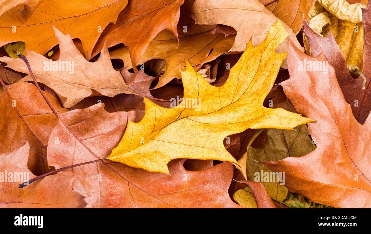 Fond d'automne doré. Feuilles de chêne rouge du nord. Quercus rubra. Feuille jaune sèche tombée sur des feuilles rouillées et brunes garrées de feuilles. Texture naturelle. Banque D'Images