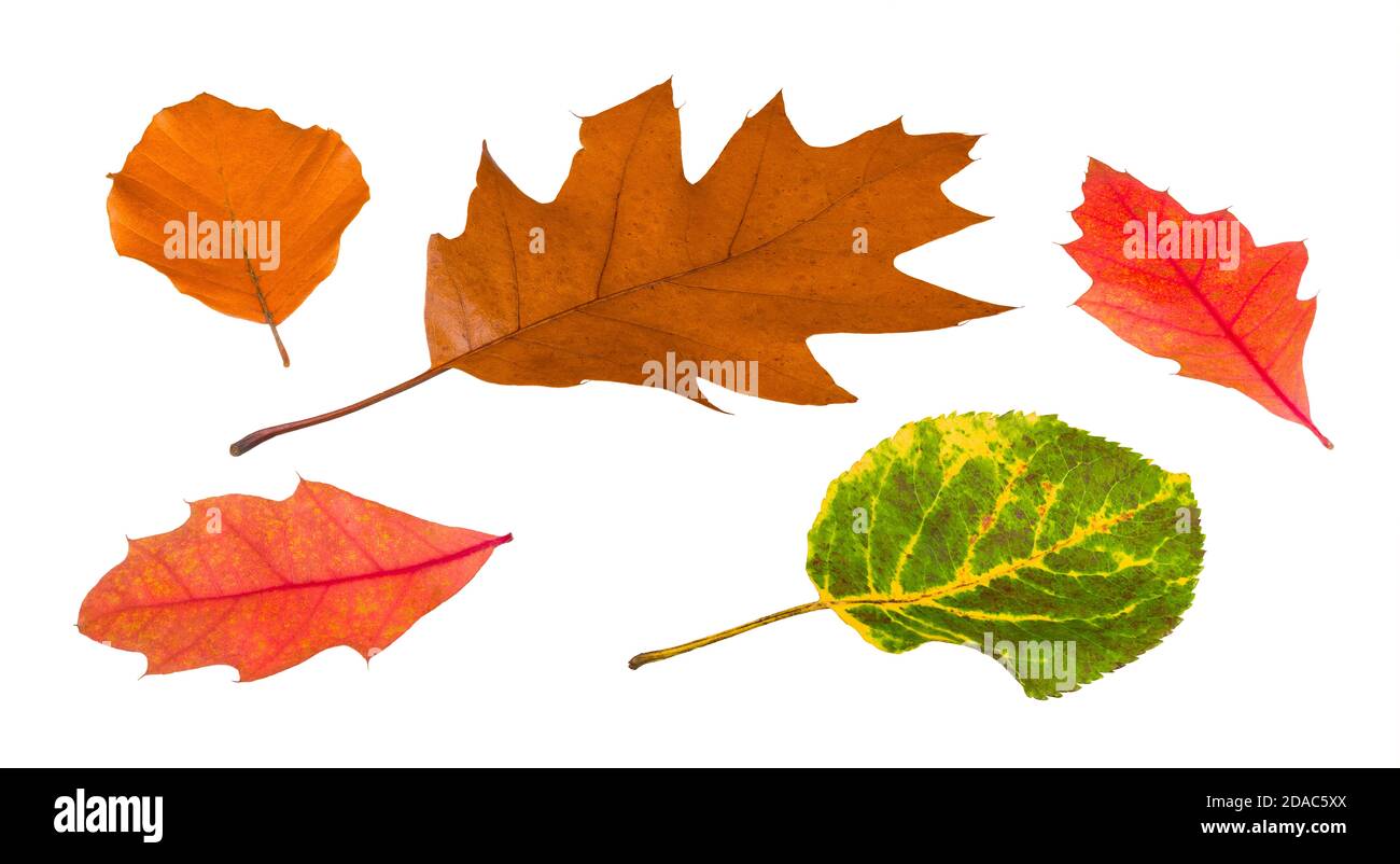 Gros plan de feuilles d'automne sèches colorées isolées sur un fond blanc. Groupe de diverses feuilles mortes de chêne rouge du nord ou de hêtre et d'aulne. Banque D'Images