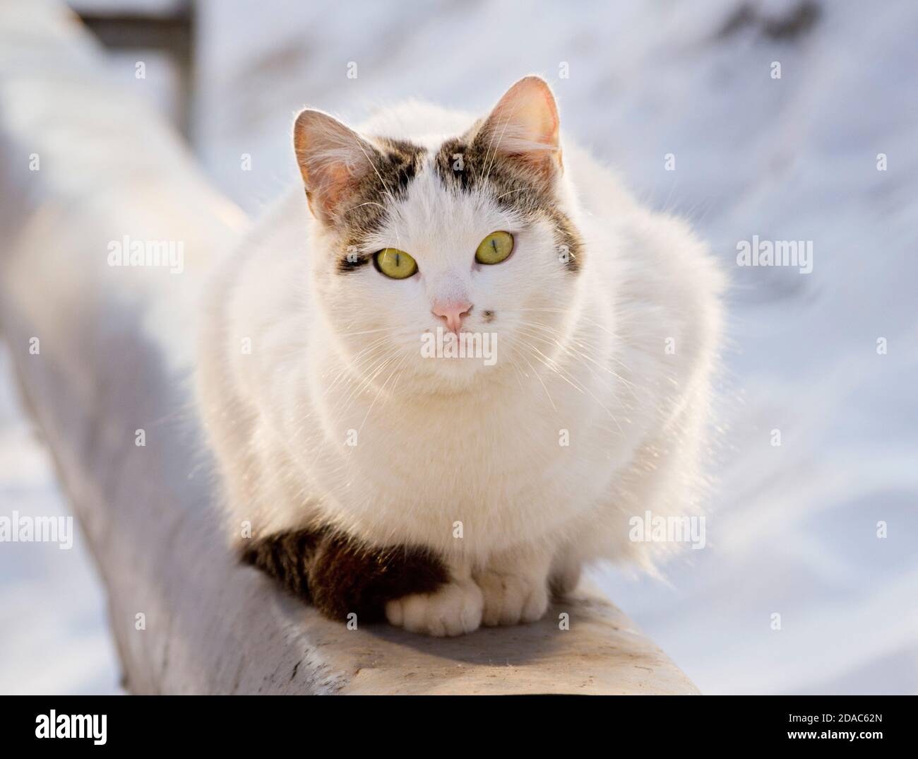 Chat assis sur un tuyau isolé Banque D'Images