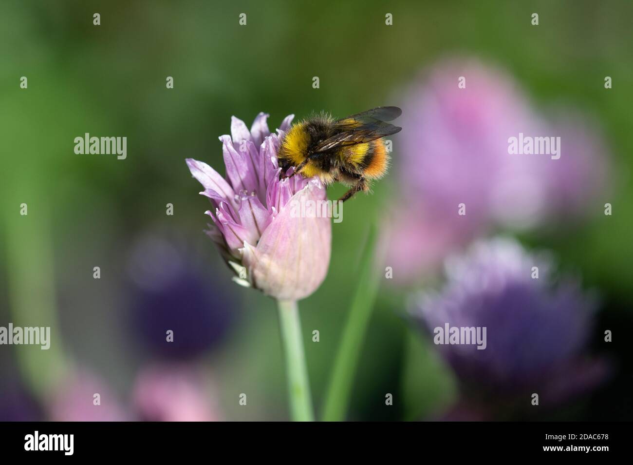 Bumblebee précoce sur la fleur de la ruche Banque D'Images