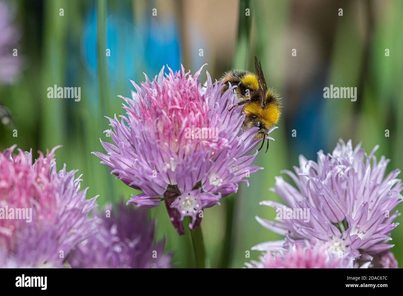 Bumblebee précoce sur l'usine de ciboulette Banque D'Images