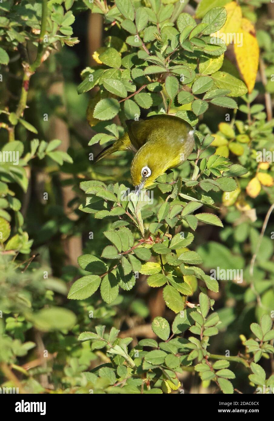 Yeux blancs japonais (Zosterops japonicus japonicus) alimentation des adultes dans le barrage Kogawa, Kyushu, Japon Mars Banque D'Images