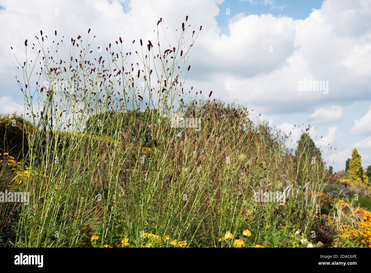 SANGUISORBA CANNEBERGE CANGSHAN Banque D'Images