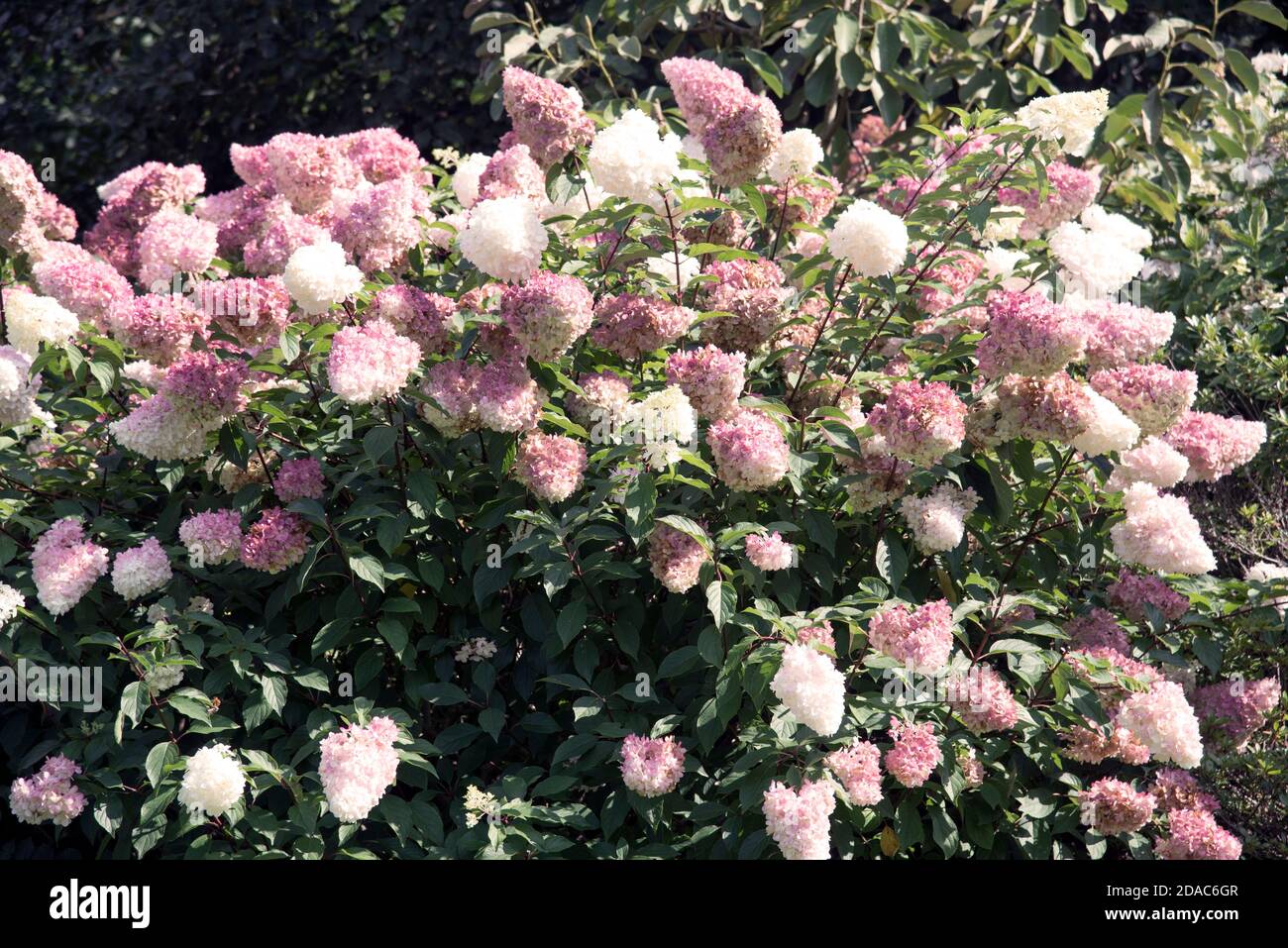 HYDRANGEA PANICULATA VANILLE RAY Banque D'Images