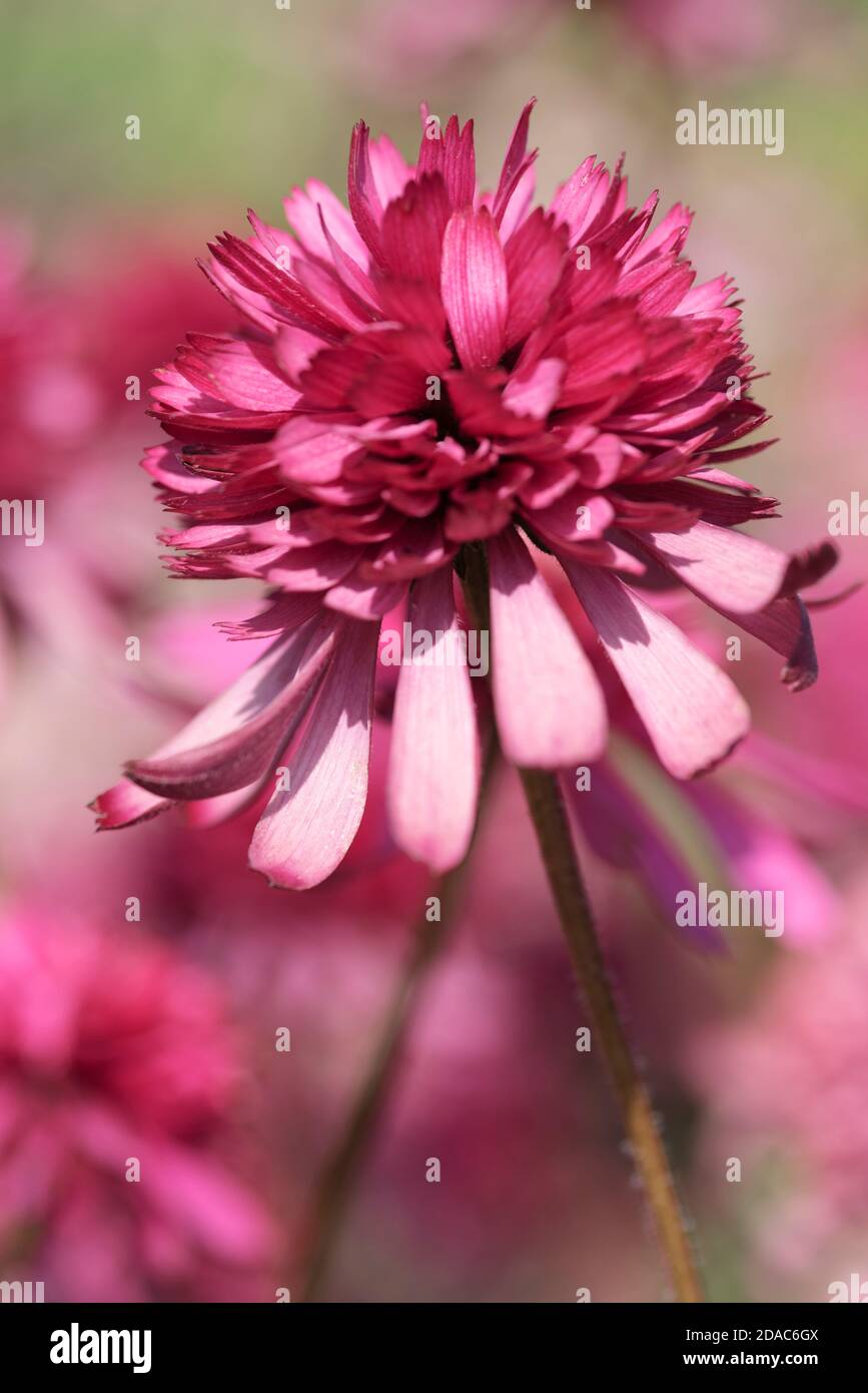 ECHINACEA PURPUREA SOUTHERN BELLE Banque D'Images