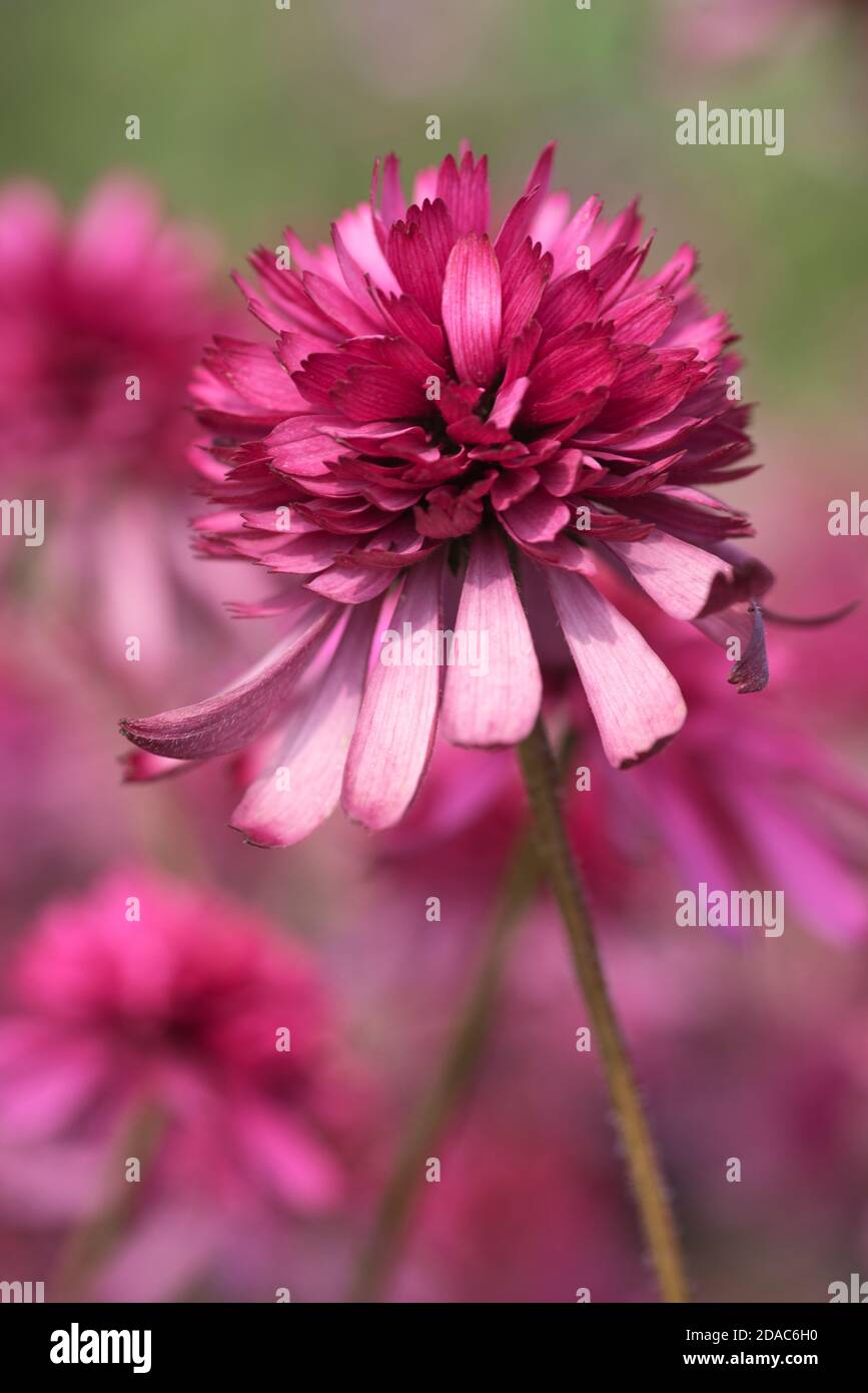 ECHINACEA PURPUREA SOUTHERN BELLE Banque D'Images