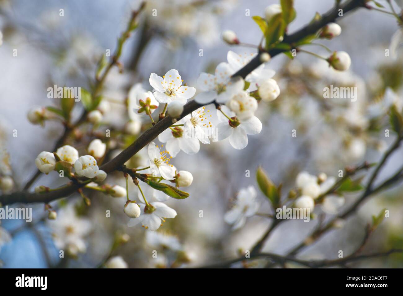 Fleur de cerisier aigre (Prunus cerasus) au printemps Banque D'Images