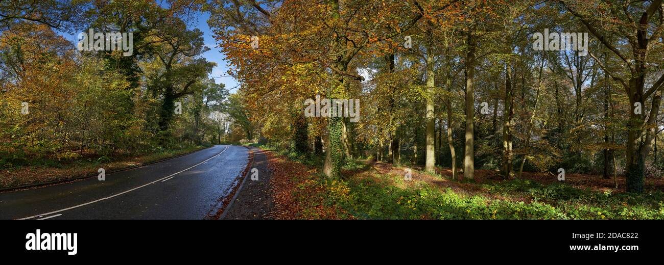 Photographie panoramique d'une route traversant la forêt en automne Banque D'Images