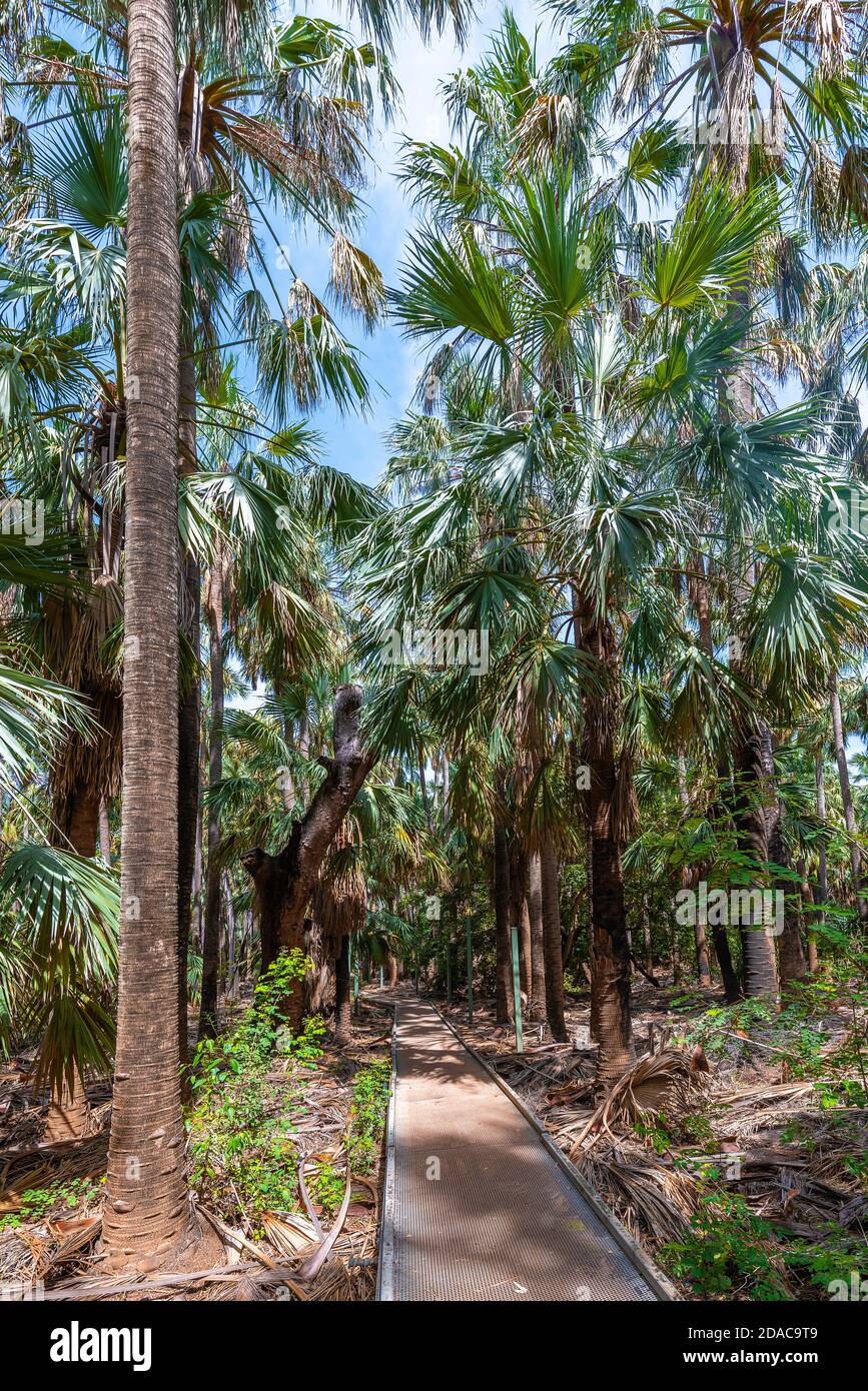 Mataranka, territoire du Nord - 13 mars 2020 : Parc national d'Elsey dans le territoire du Nord, Australie. Banque D'Images