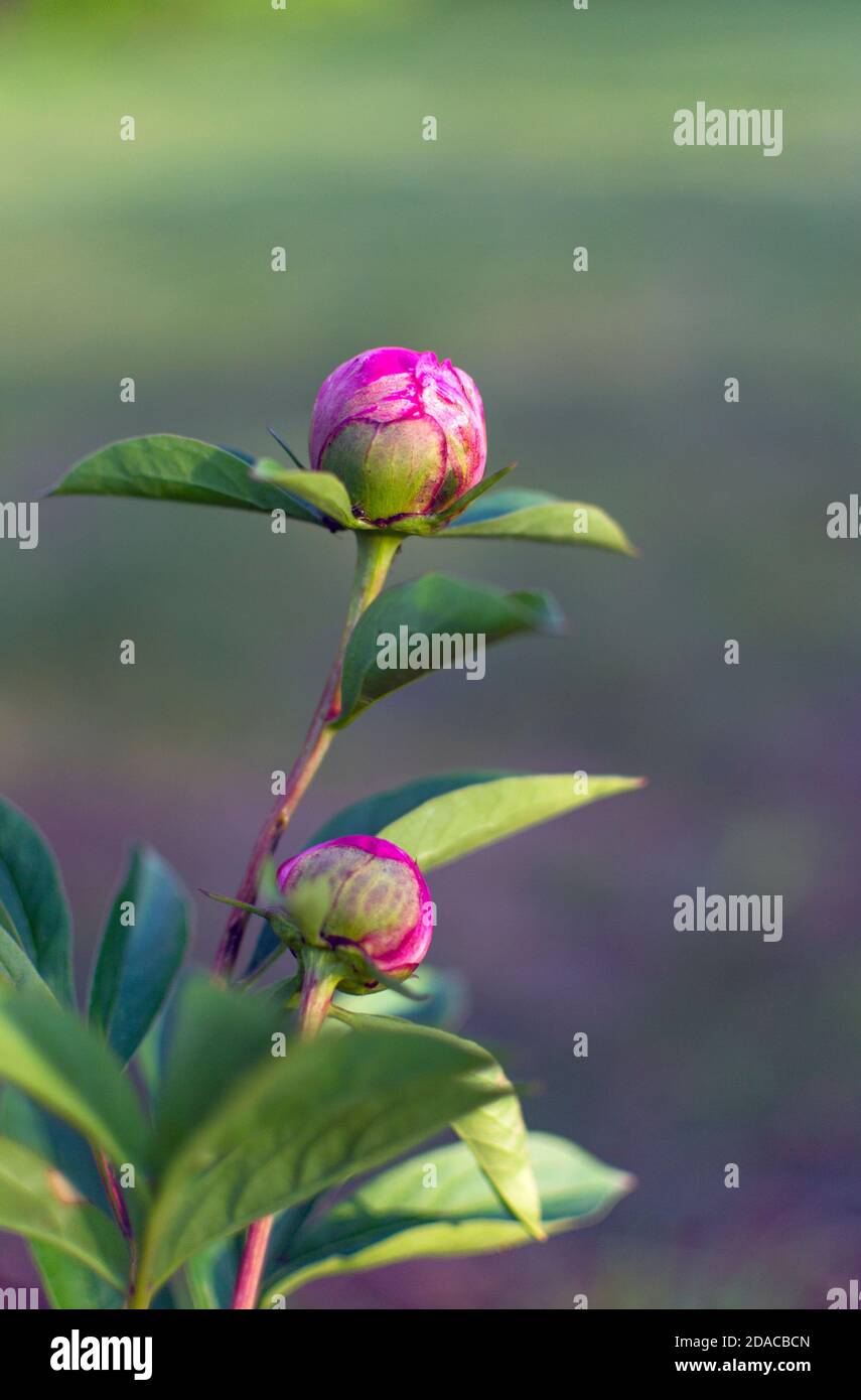 Boutons de fleurs de pivoine prêts à fleurir Banque D'Images