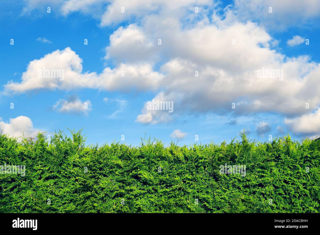 Haie d'arbres de thuja à feuilles persistantes et ciel bleu avec des nuages blancs au-dessus. Certaines branches sont surcultivées. Banque D'Images