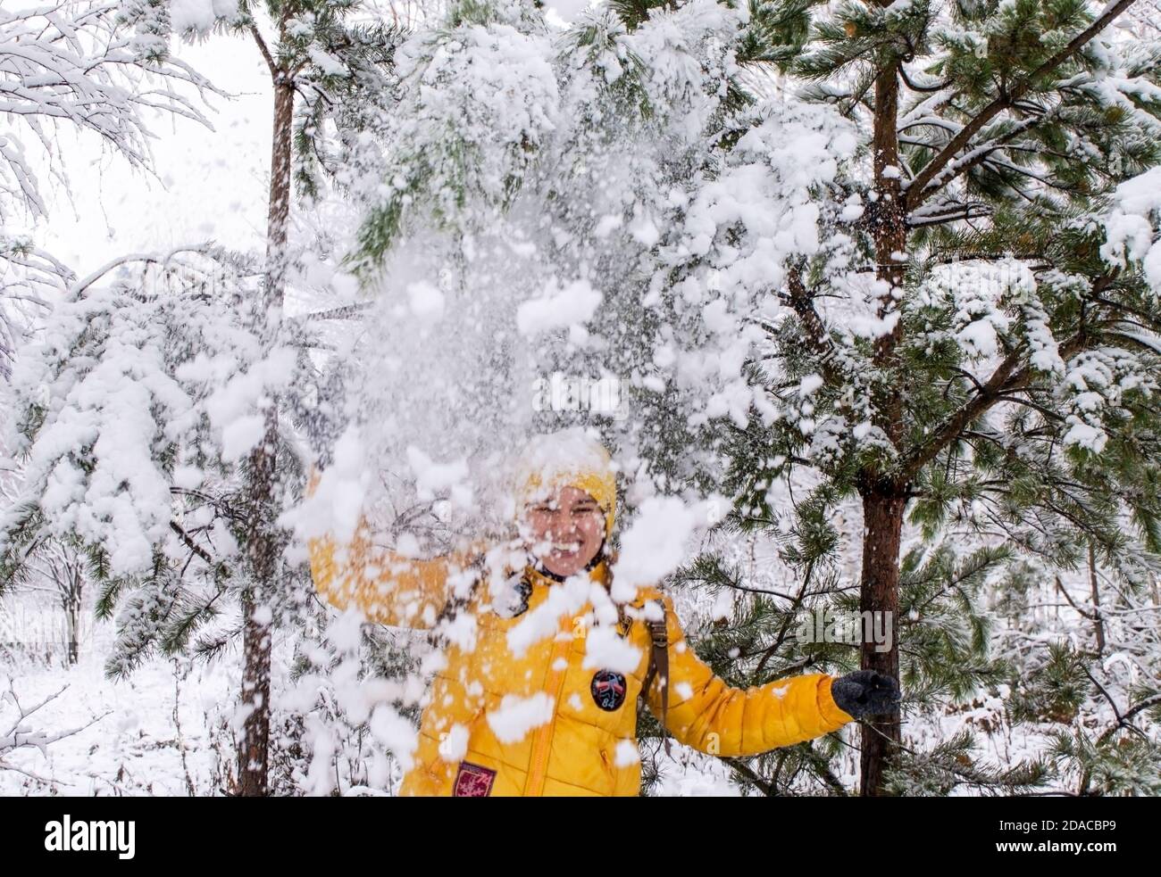 Jeune riant bonne femme caucasienne en blouson jaune sous la neige tombant des branches de pin dans la forêt d'hiver. Émotions positives, marche dans le déneigement Banque D'Images