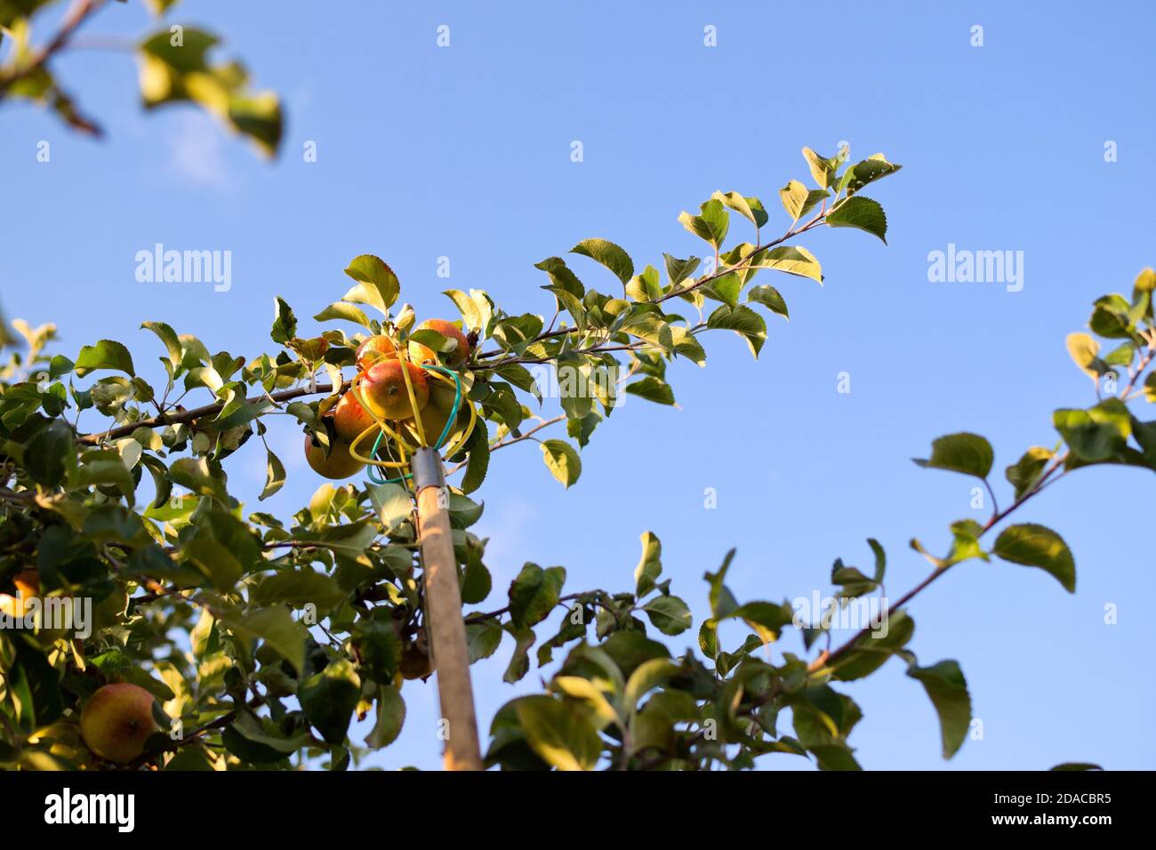Récolte de pommes avec un outil de cueillette de fruits d'arbre haut Banque D'Images