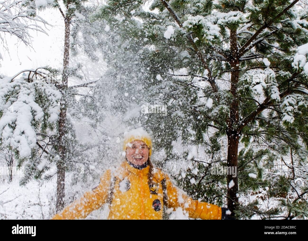 Jeune riant bonne femme caucasienne en blouson jaune sous la neige tombant des branches de pin dans la forêt d'hiver. Émotions positives, marche dans le déneigement Banque D'Images