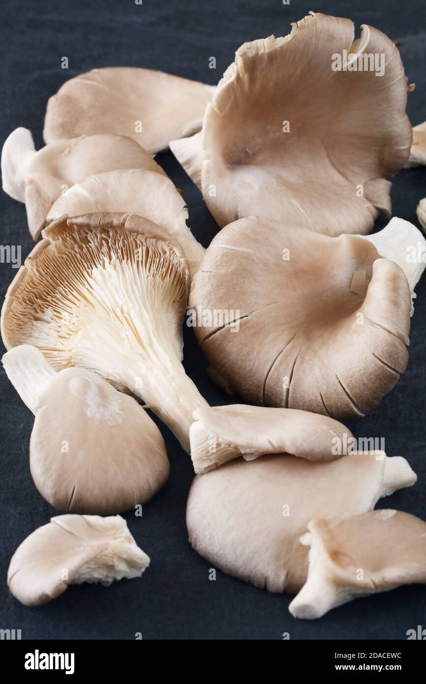 Pleurotus ostreatus. Champignons d'huîtres sur fond d'ardoise. Banque D'Images
