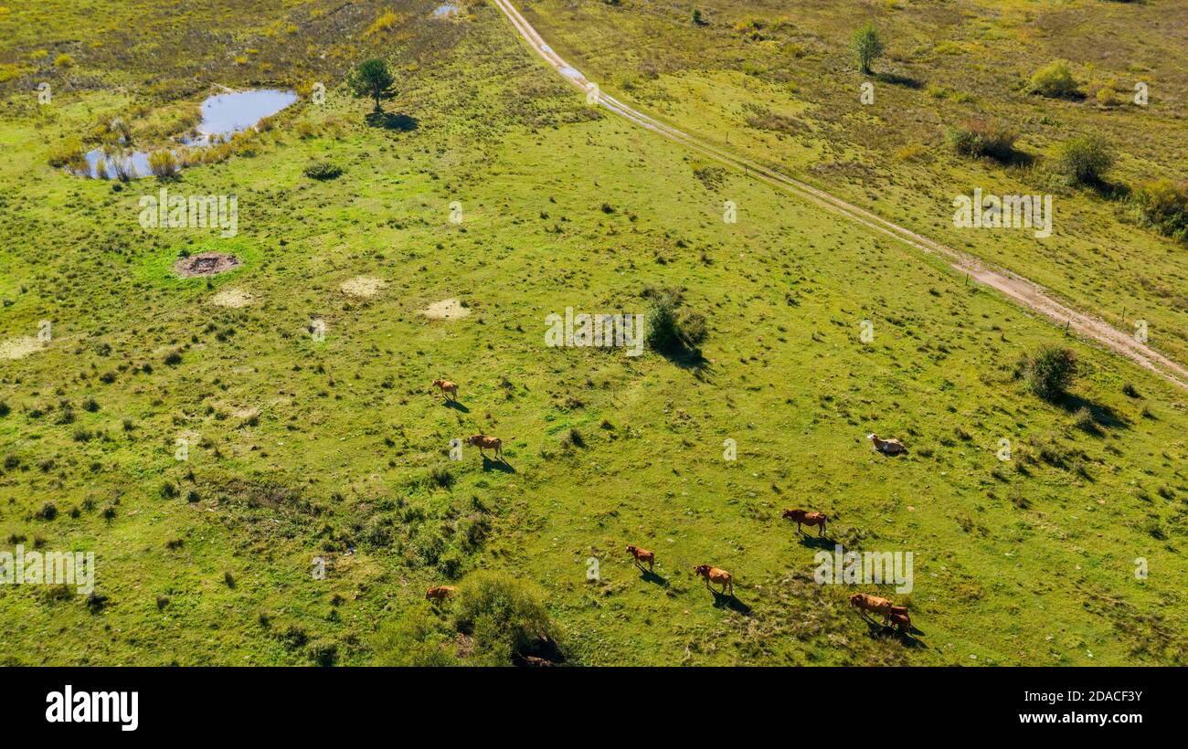 Vue aérienne des vaches à la ferme de bétail sur le pâturage herbacé par une journée ensoleillée. Banque D'Images