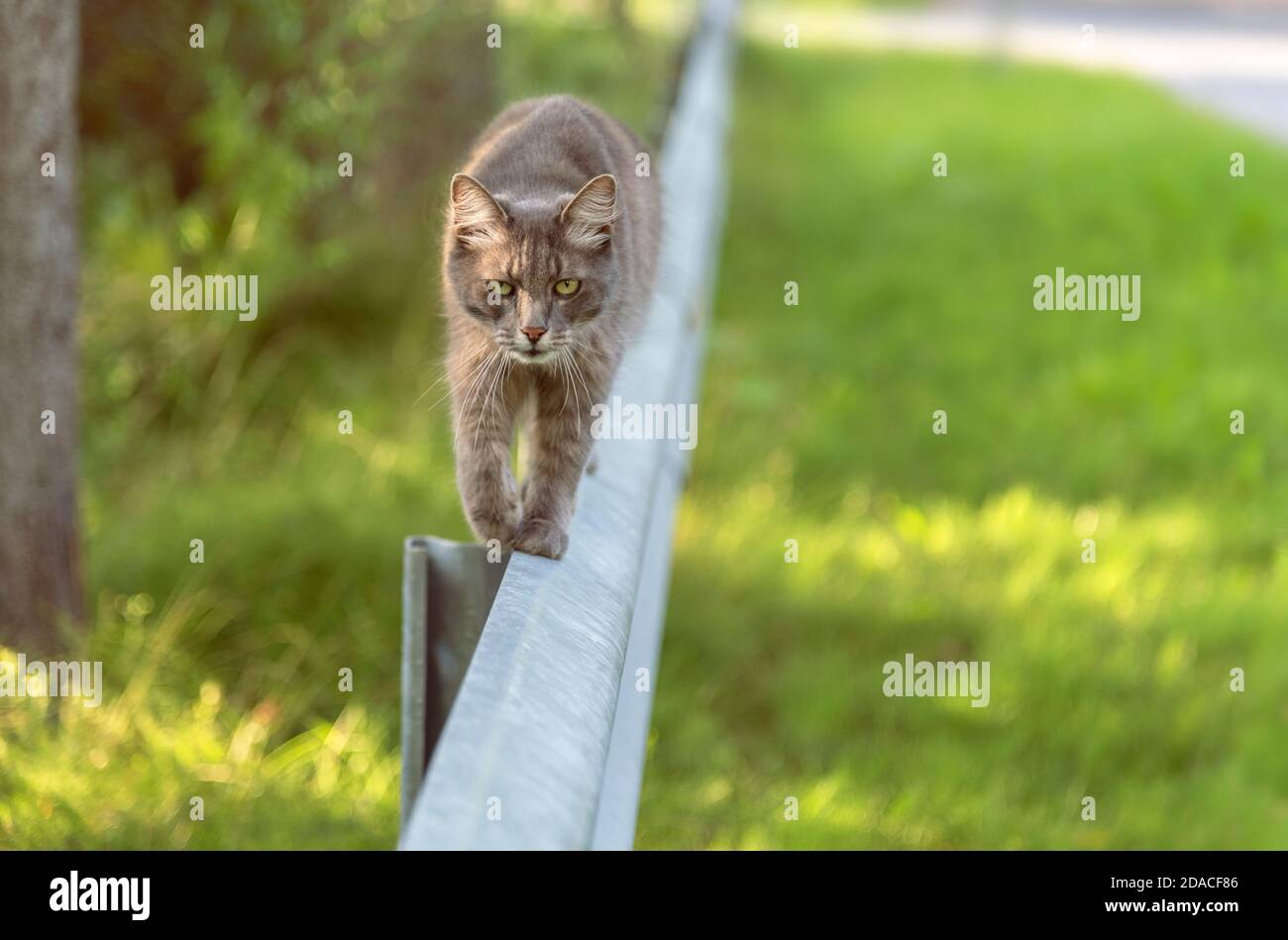 Beau chat gris est en marche sur une barrière de circulation à jour d'été ensoleillé Banque D'Images