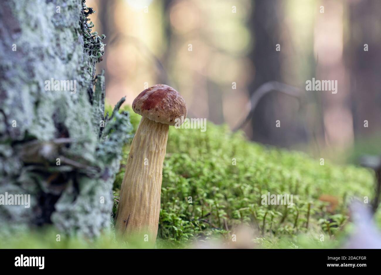 Petit jeune champignon nord-américain frais lat. Aureoboletus projectellus poussant dans la forêt lettone parmi les mousses Banque D'Images