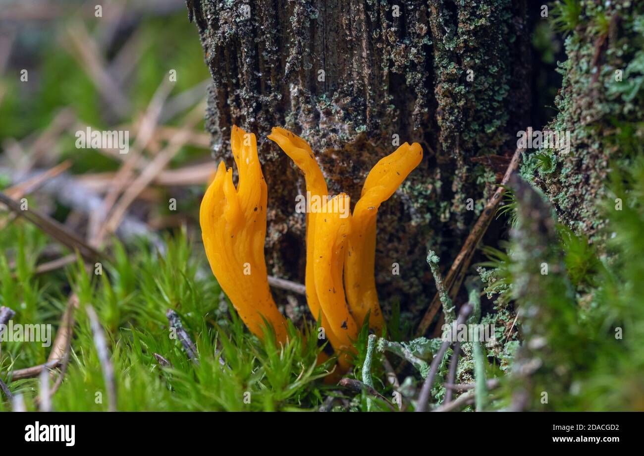 Orange vif champignons de corail qui poussent dans la forêt Banque D'Images