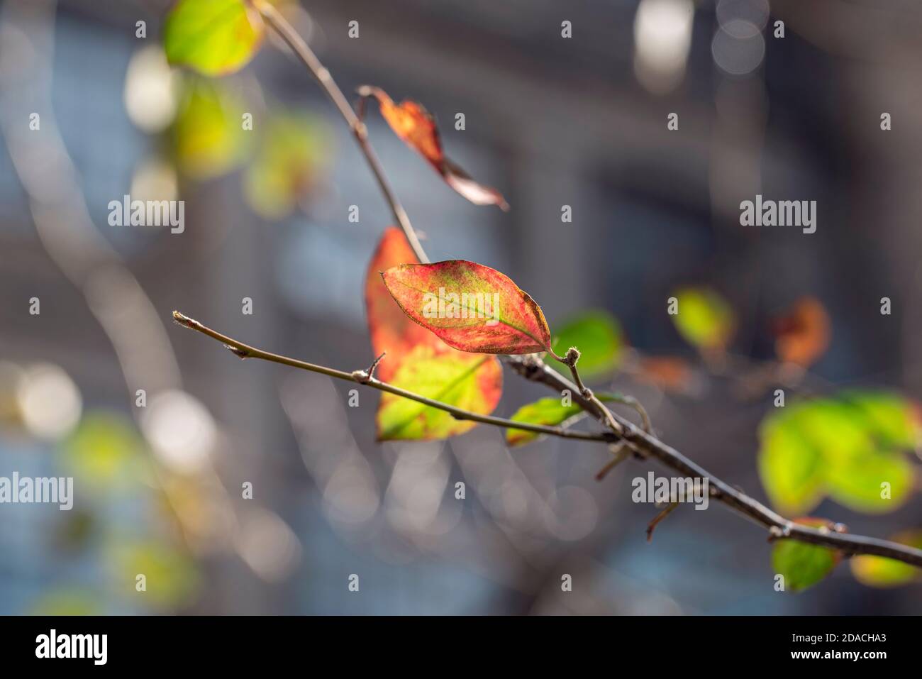 Branche avec de belles feuilles d'automne colorées sur le Bush dedans La ville à la journée ensoleillée d'octobre Banque D'Images