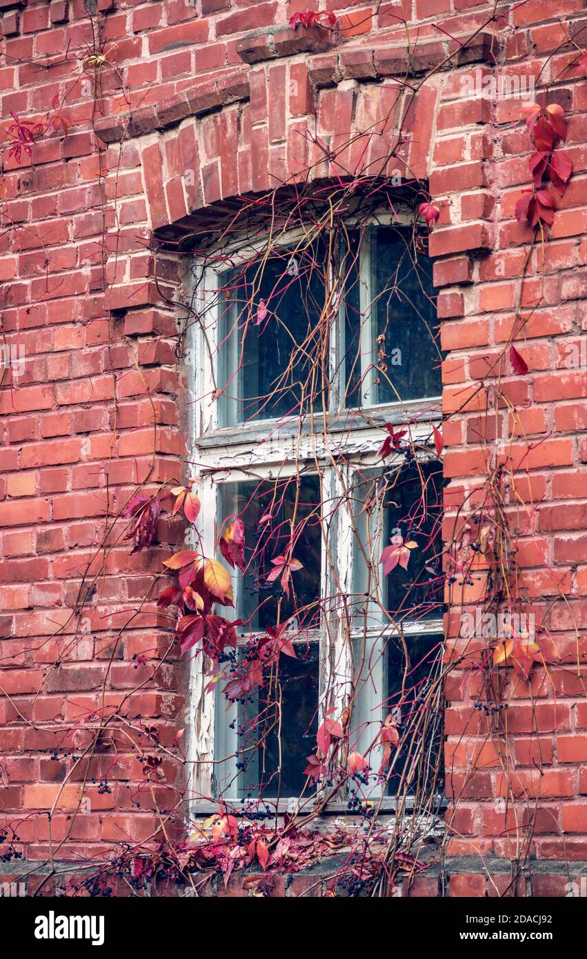 Vieux mur de brique rouge, fenêtre et Parthenocissus quinquefolia, connu sous le nom de Virginia rampante, Victoria rampante, cinq feuilles de lierre, ou plante de cinq doigts Banque D'Images