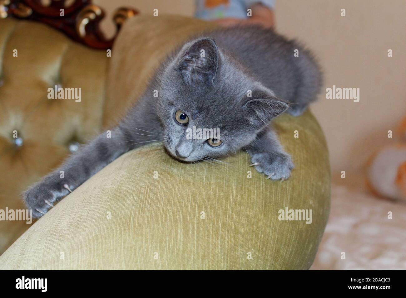 Un Joli Chaton De Couleur Gris Bleu Avec Un Lustre Argente Aux Yeux Jaunes Se Trouve Sur Un Canape Jaune Dore Dans La Chambre Portrait D Un Chaton Photo Stock Alamy