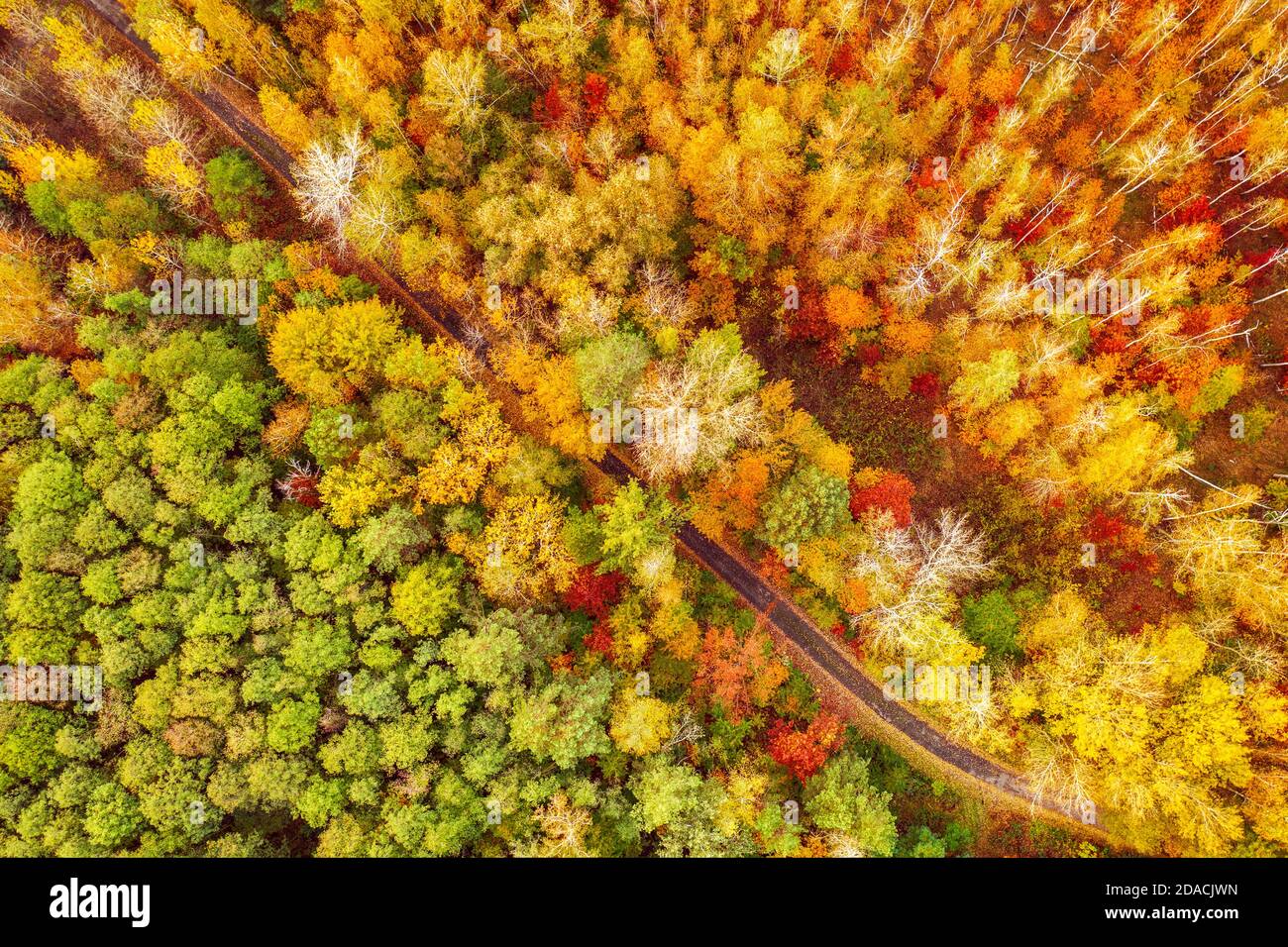 Forêt d'automne colorée se forme au-dessus avec une route vide, capturé avec un drone. Paysage naturel de saison. Banque D'Images