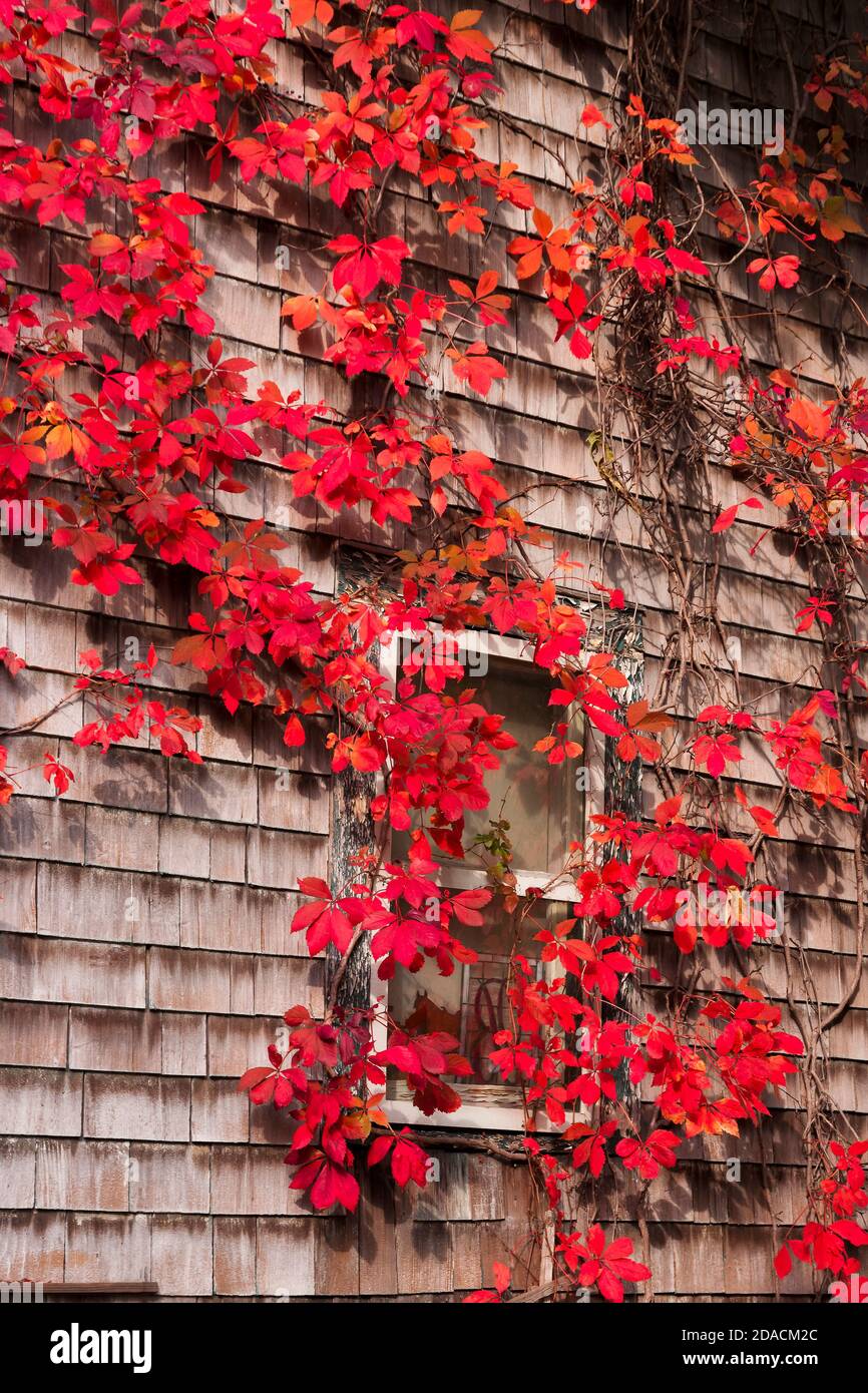 Magnifique Virginia Creeper feuilles rouges vignes autour d'une fenêtre sur une maison de bardeaux en bois dans le comté d'Orange, New York, États-Unis. Banque D'Images