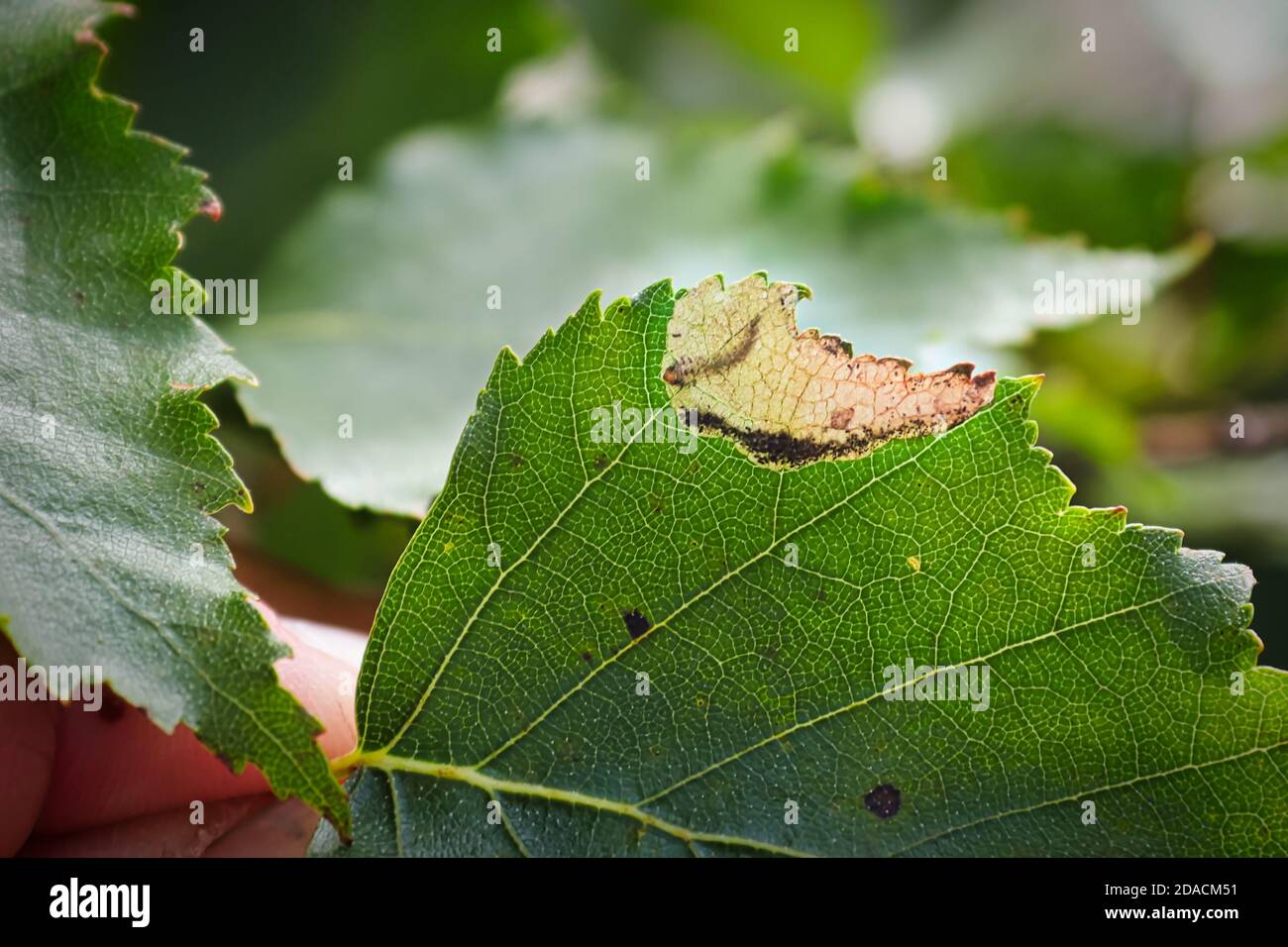 Le bord d'une feuille de bouleau avec une poche à feuilles Banque D'Images