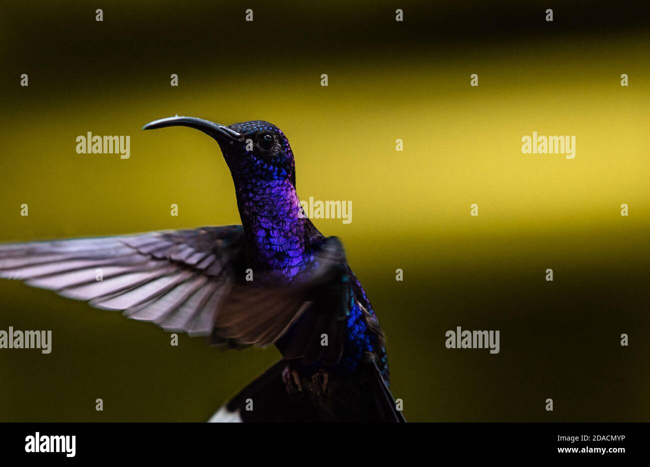 Hummingbird planant, beau sabrewing violet volant, Campylopterus hemileucurus, portrait de gros plan coloré vif d'oiseau sauvage dans la forêt tropicale Banque D'Images