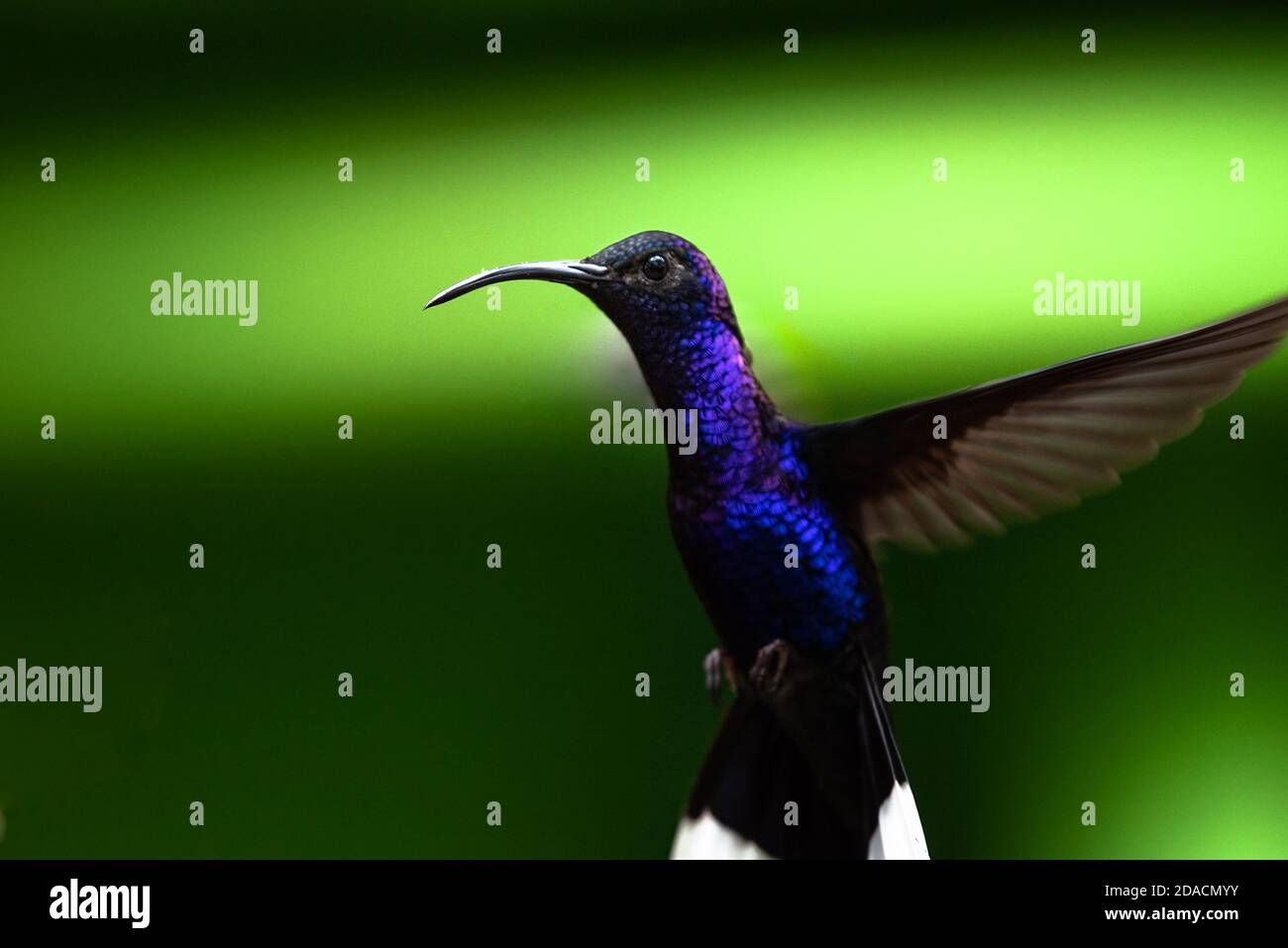 Trochilidae,sabrewing violet, colibris volant, oiseau planant, , Campylopterus hemileucurus, portrait gros plan coloré vif d'oiseau sauvage, animal Banque D'Images