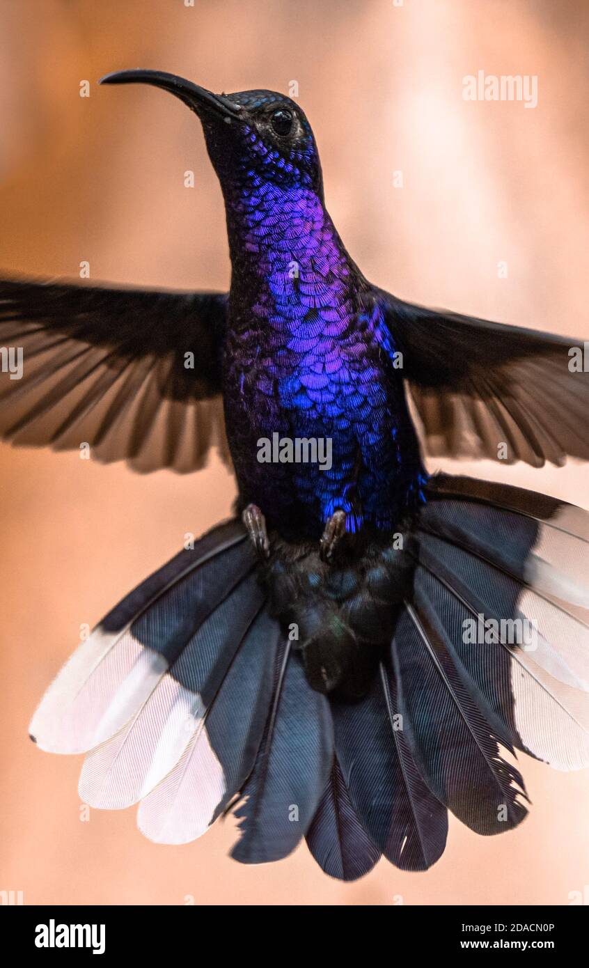 Hummingbird planant, beau sabrewing violet volant, Campylopterus hemileucurus, portrait de gros plan coloré vif d'oiseau sauvage dans la forêt tropicale Banque D'Images