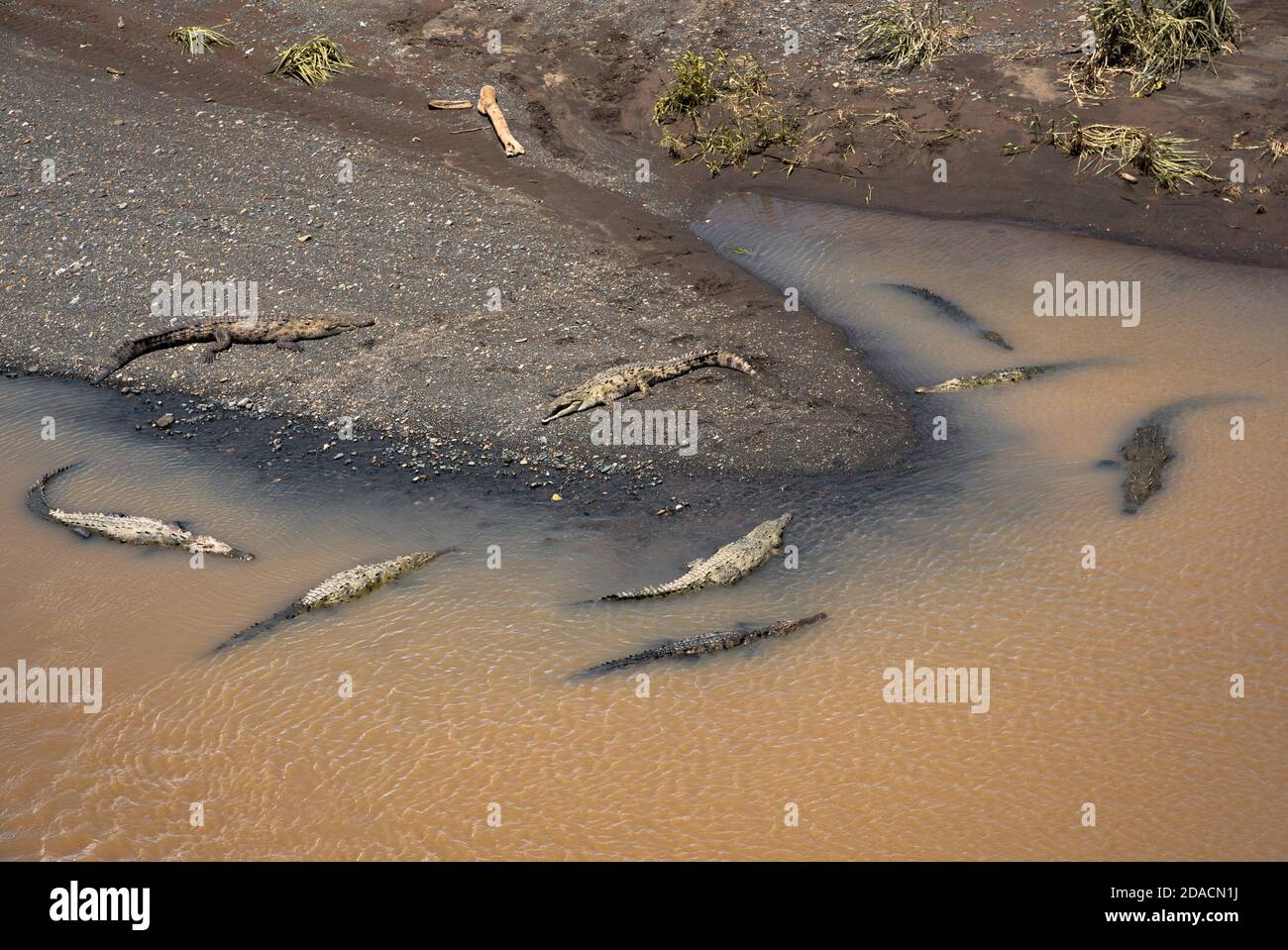 Crocodile américain, Costa rica, Crocodylus acutus, sauvage exotique dangereux, bains de soleil sur la rivière, famille des crocodiles, détente au bord de la rivière et dans l'eau Banque D'Images