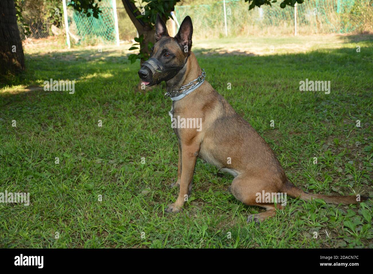 CHIEN DOMESTIQUE DANS UN PATIO À TARRAGONE ESPAGNE Banque D'Images