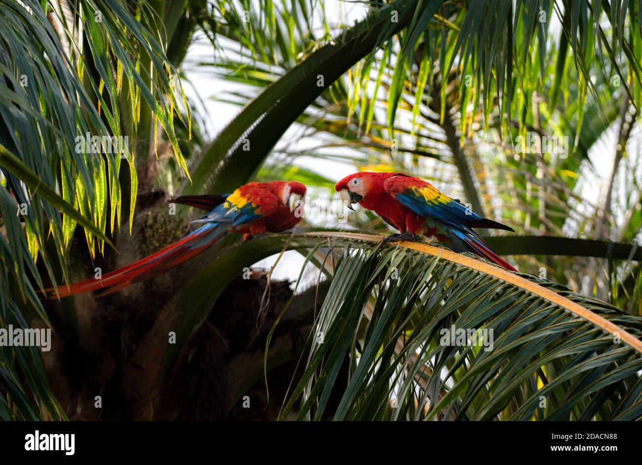 Paire de macaques, macaw écarlate, Ara macao amour, animaux monogames, deux oiseaux Rouge sauvage jaune Bleu coloré deux adorables perroquets de Costa Banque D'Images